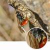 Cryptinae inconnu